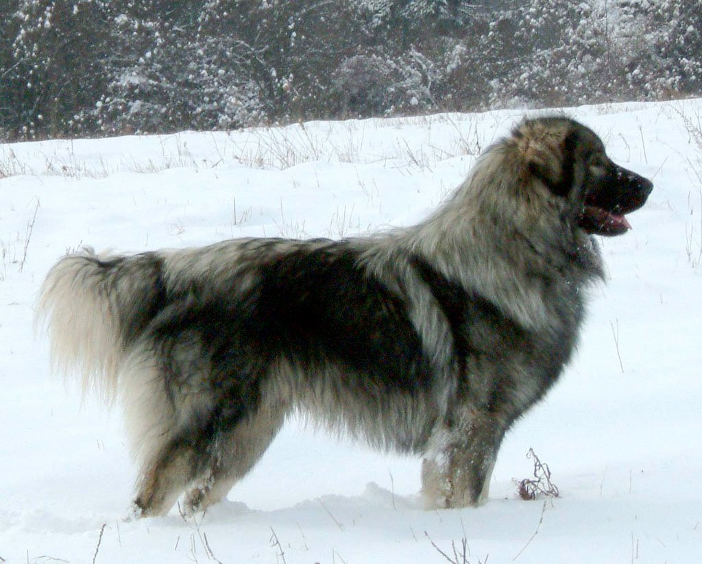 Macedonian Shepherd